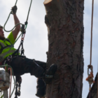 lavori su alberi con funi