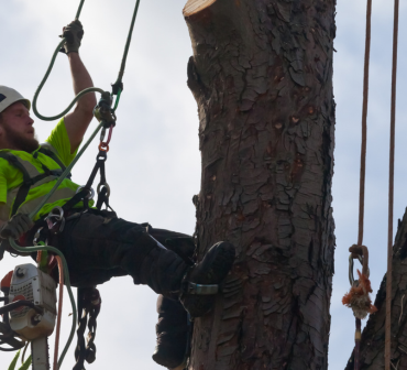 lavori su alberi con funi