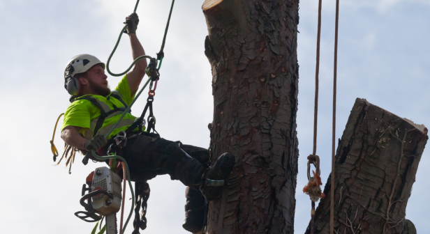 lavori su alberi con funi